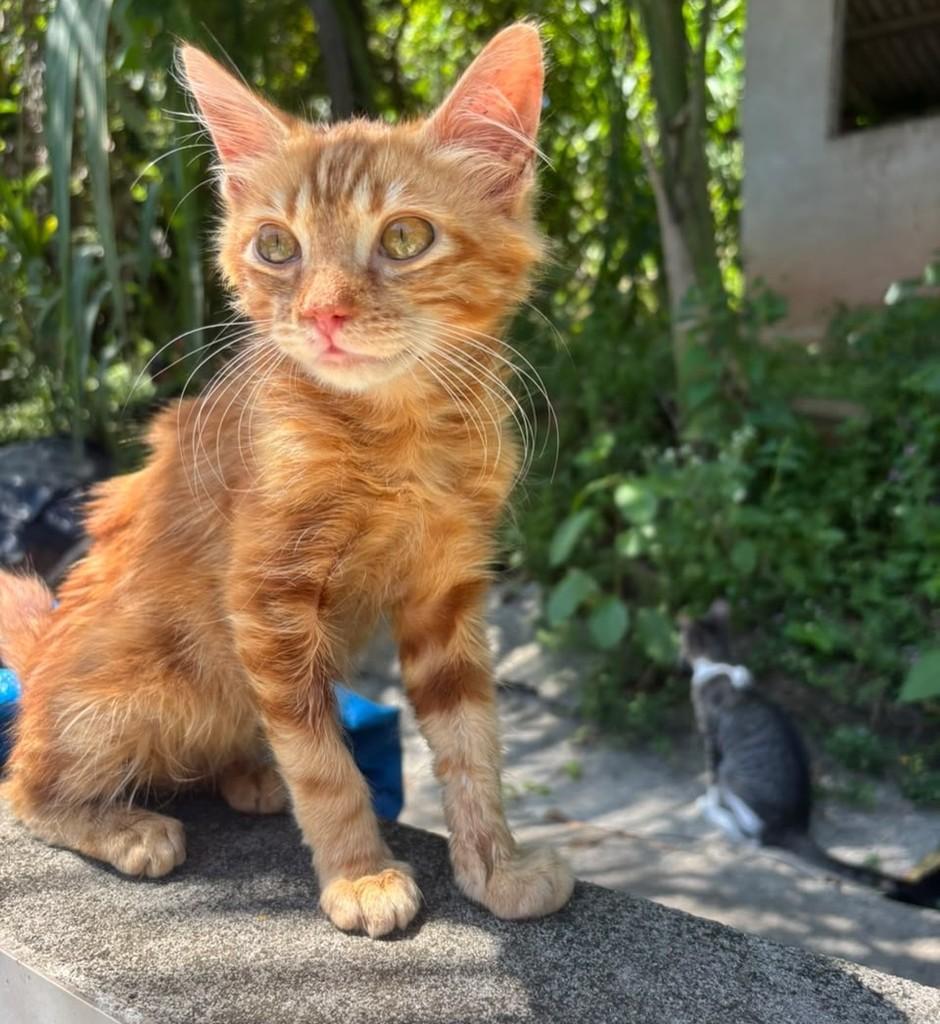 Júpiter, gato de porte pequeno para adoção em Salvador - BA — foto 4 de 5