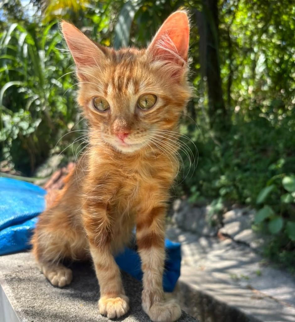 Júpiter, gato de porte pequeno para adoção em Salvador - BA — foto 5 de 5