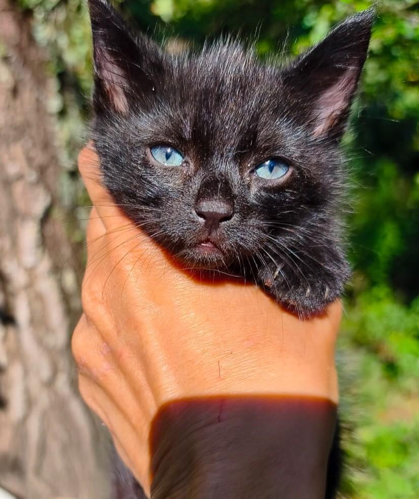 João, gato de porte pequeno para adoção em Salvador - BA