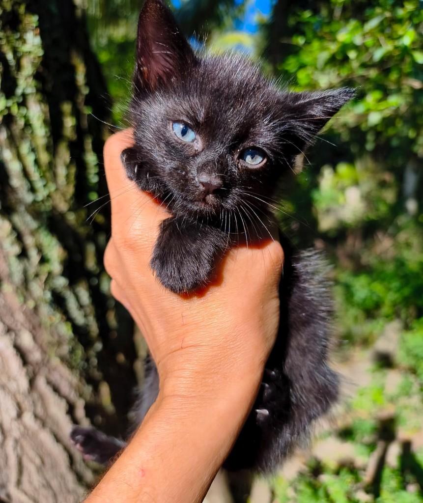 João, gato de porte pequeno para adoção em Salvador - BA — foto 2 de 3