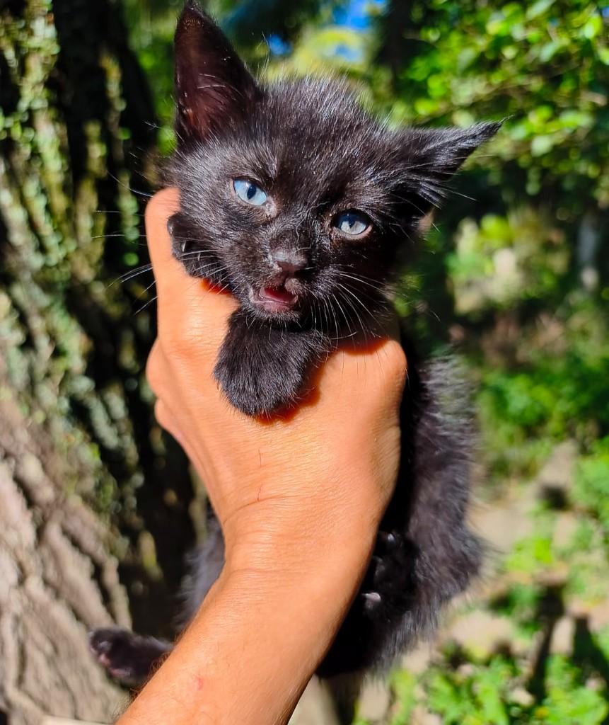 João, gato de porte pequeno para adoção em Salvador - BA — foto 3 de 3