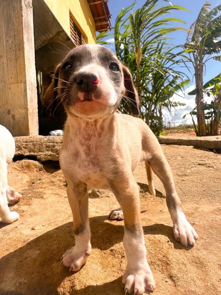 Nico, cachorro de porte médio para adoção em Salvador - BA