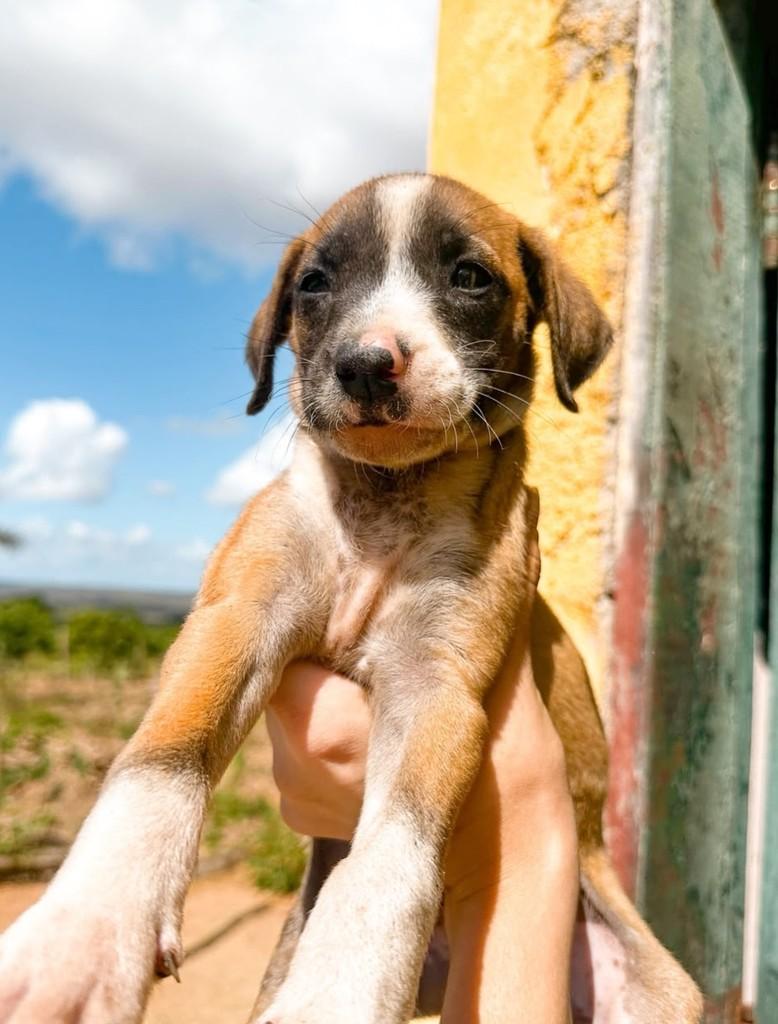 Nico, cachorro de porte médio para adoção em Salvador - BA — foto 2 de 3