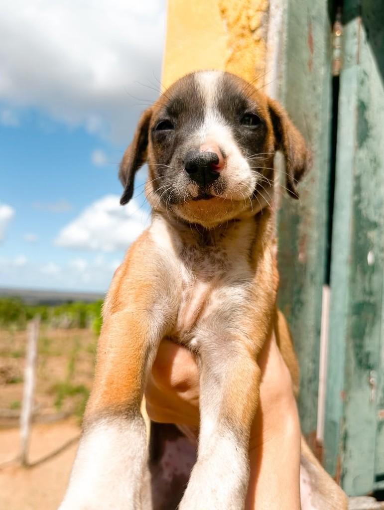 Nico, cachorro de porte médio para adoção em Salvador - BA — foto 3 de 3