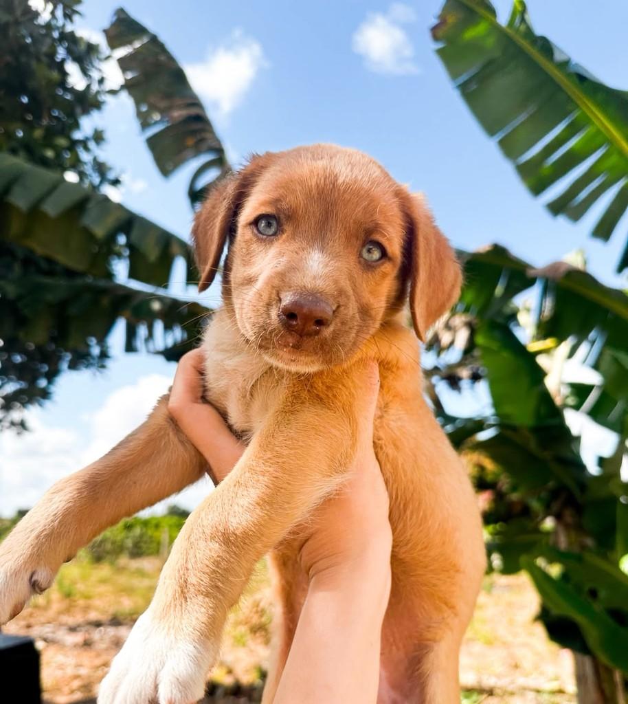 Bento, cachorro de porte médio para adoção em Salvador - BA
