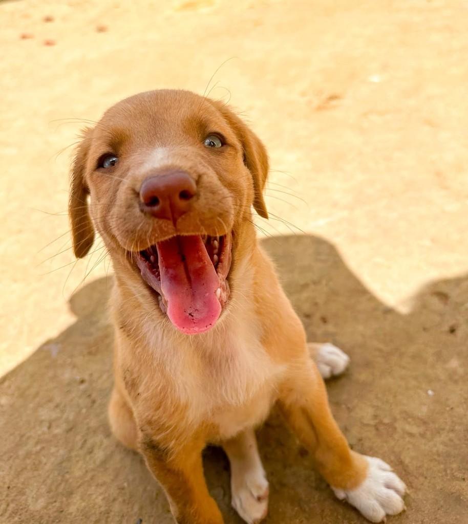Bento, cachorro de porte médio para adoção em Salvador - BA — foto 2 de 3