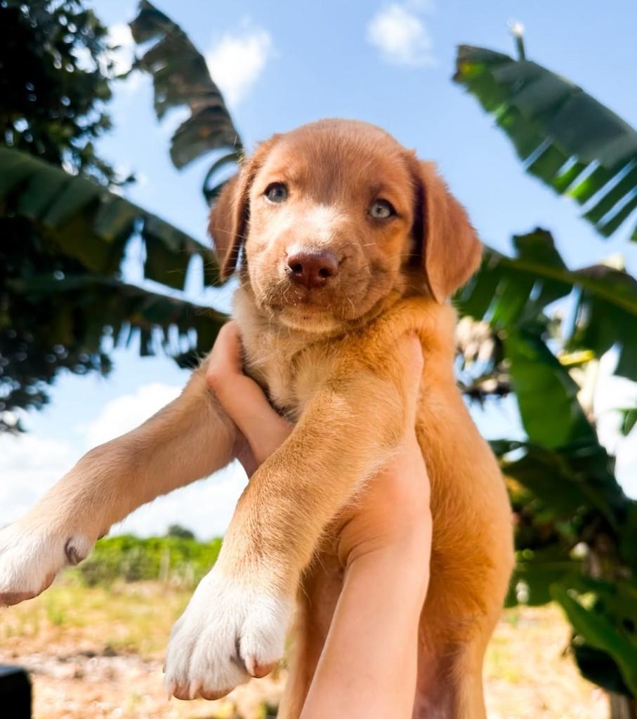 Bento, cachorro de porte médio para adoção em Salvador - BA — foto 3 de 3