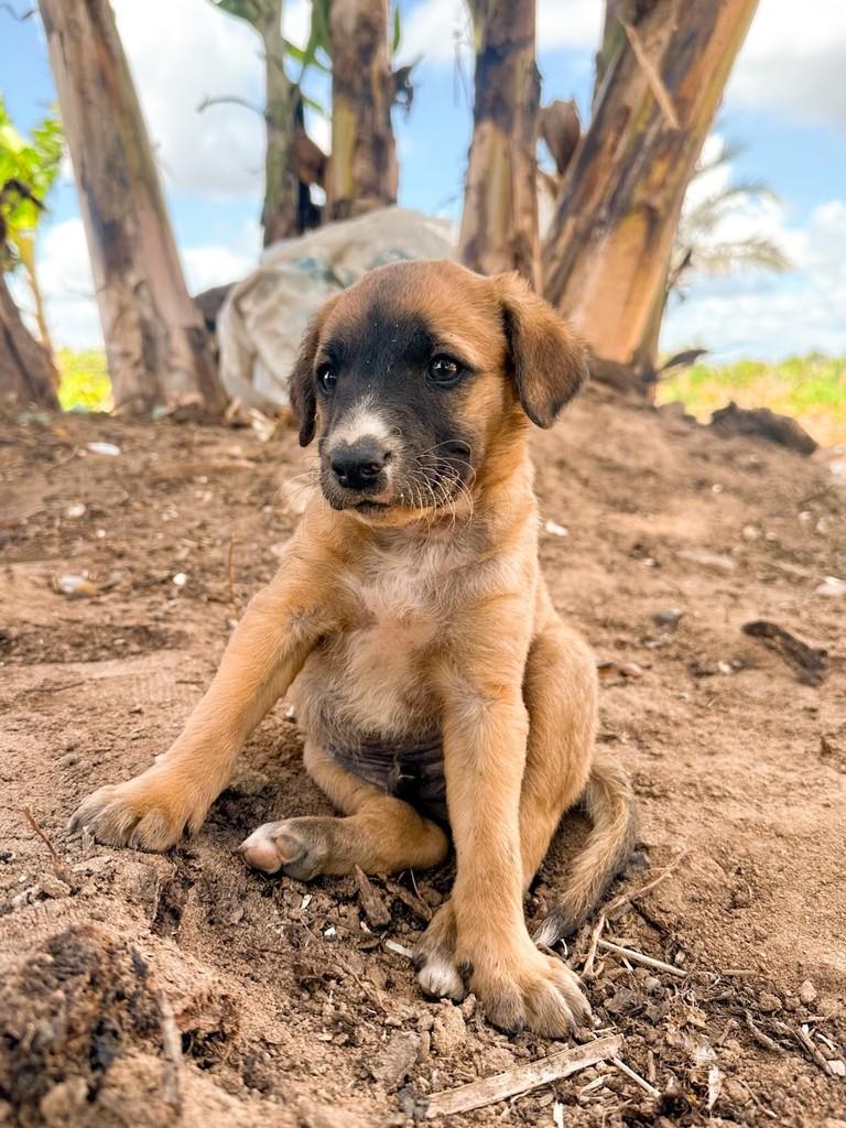 Tobias, cachorro de porte médio para adoção em Salvador - BA