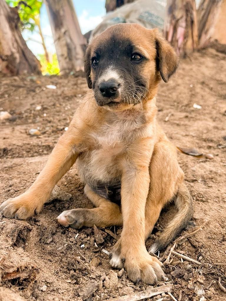 Tobias, cachorro de porte médio para adoção em Salvador - BA — foto 2 de 4