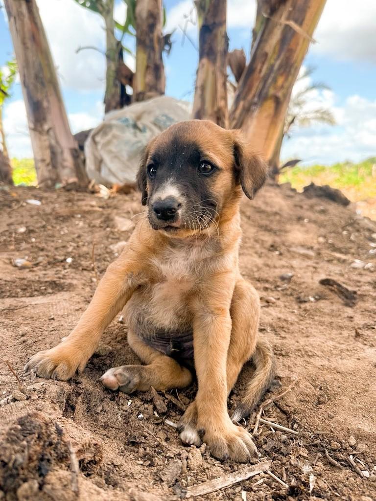 Tobias, cachorro de porte médio para adoção em Salvador - BA — foto 3 de 4