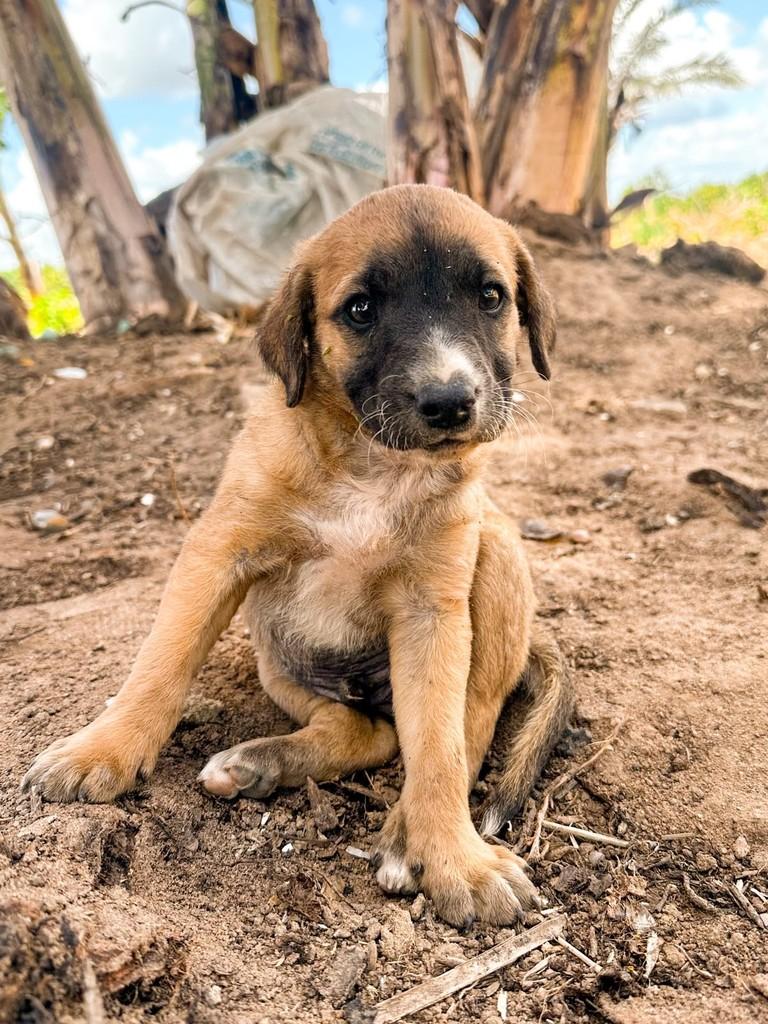 Tobias, cachorro de porte médio para adoção em Salvador - BA — foto 4 de 4