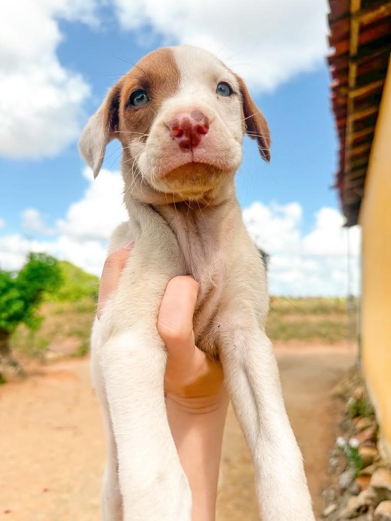 Amora, cadela de porte médio para adoção em Salvador - BA — foto 5 de 5