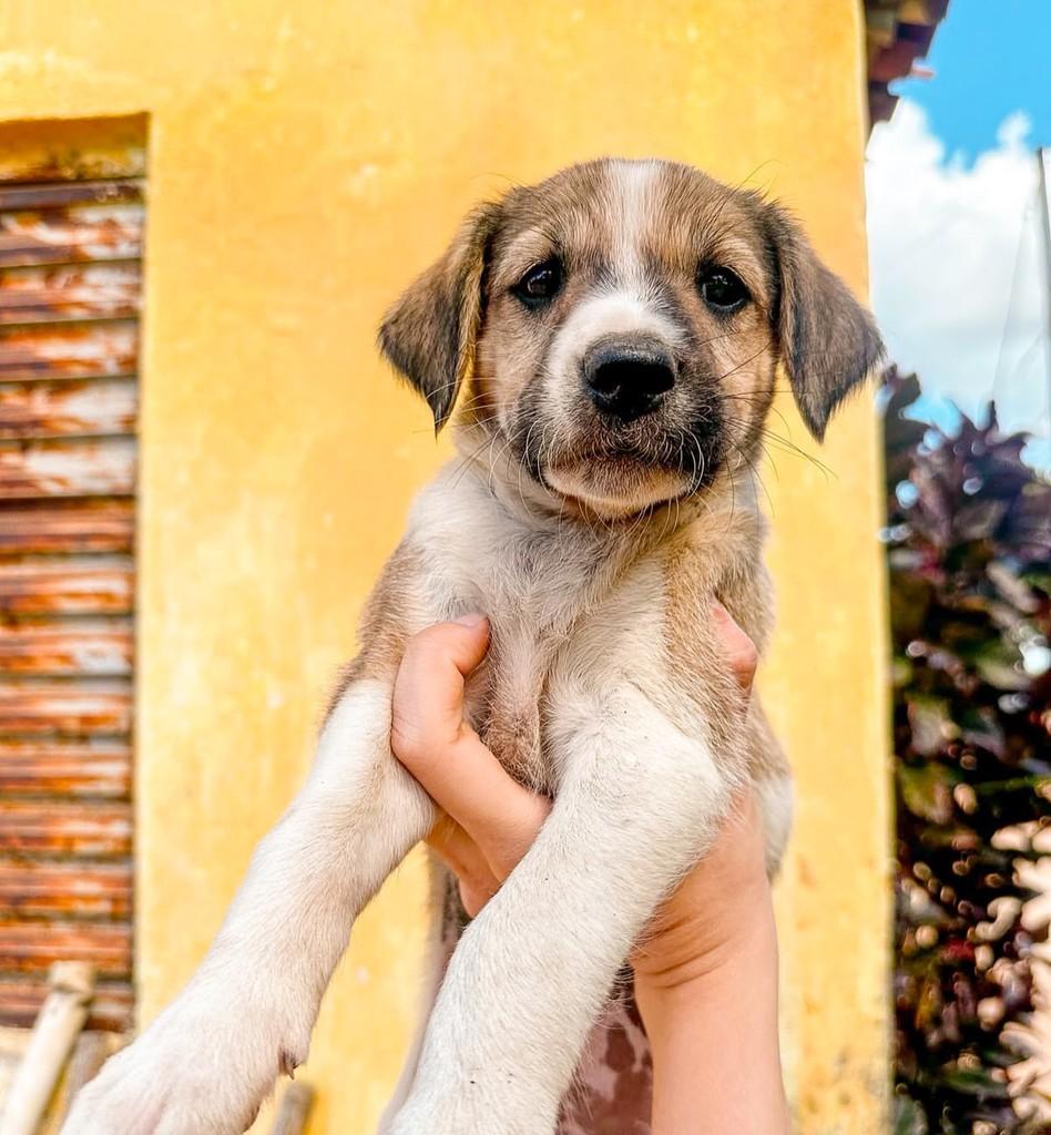 Frida, cadela de porte médio para adoção em Salvador - BA