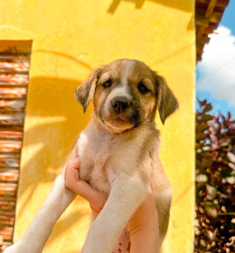 Frida, cadela de porte médio para adoção em Salvador - BA — foto 2 de 3