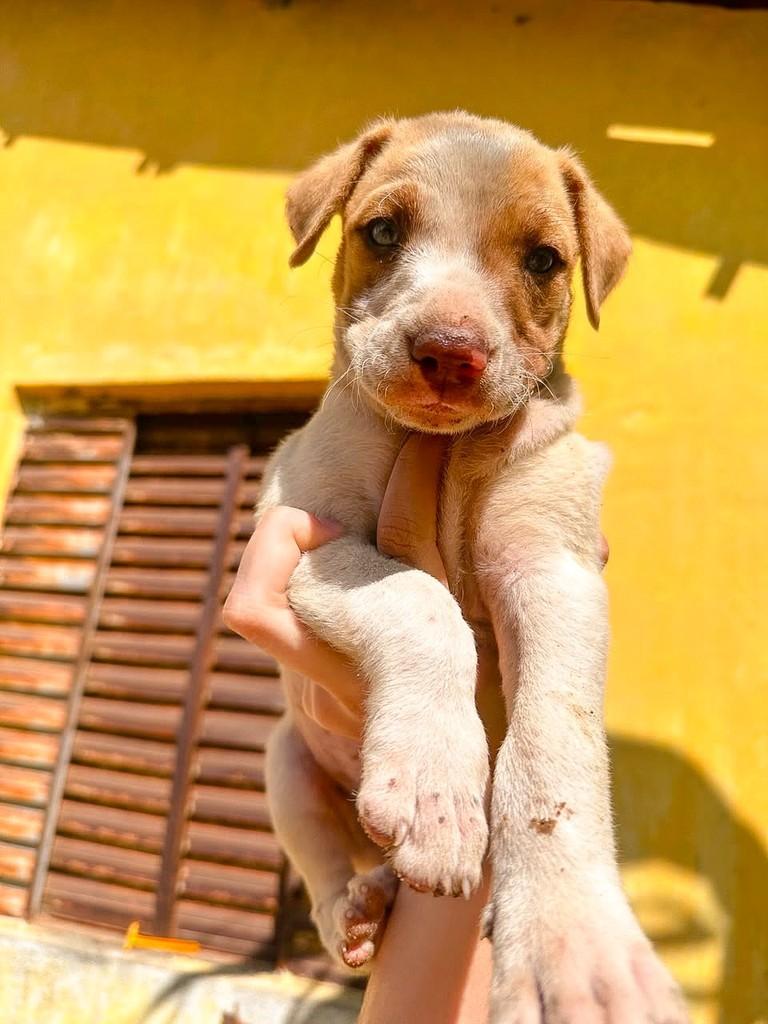 Lola, cadela de porte médio para adoção em Salvador - BA