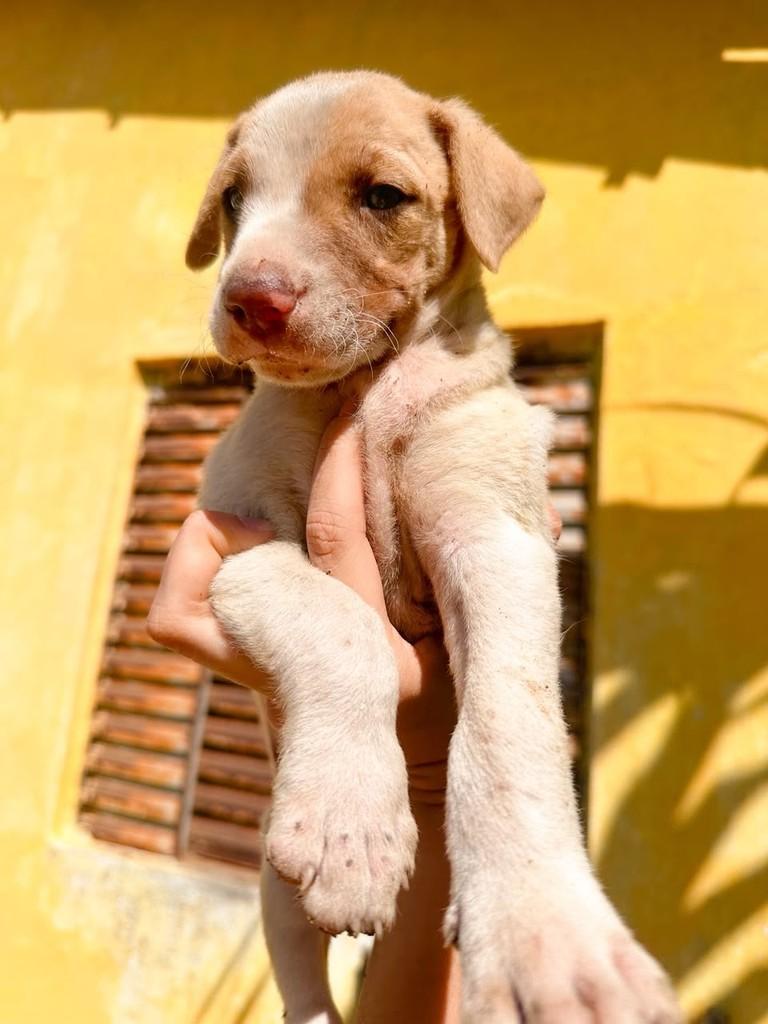 Lola, cadela de porte médio para adoção em Salvador - BA — foto 2 de 3