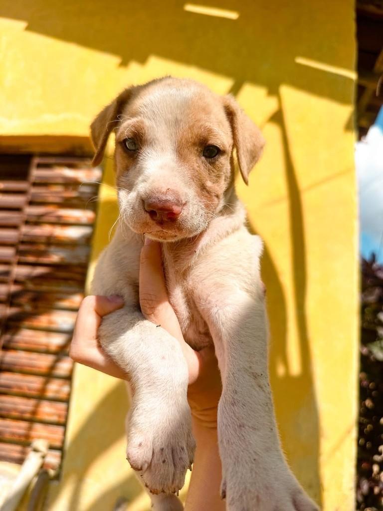 Lola, cadela de porte médio para adoção em Salvador - BA — foto 3 de 3