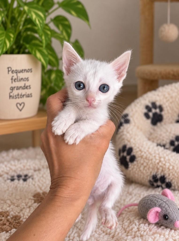 Biscoito, gato para adoção em Salvador - BA