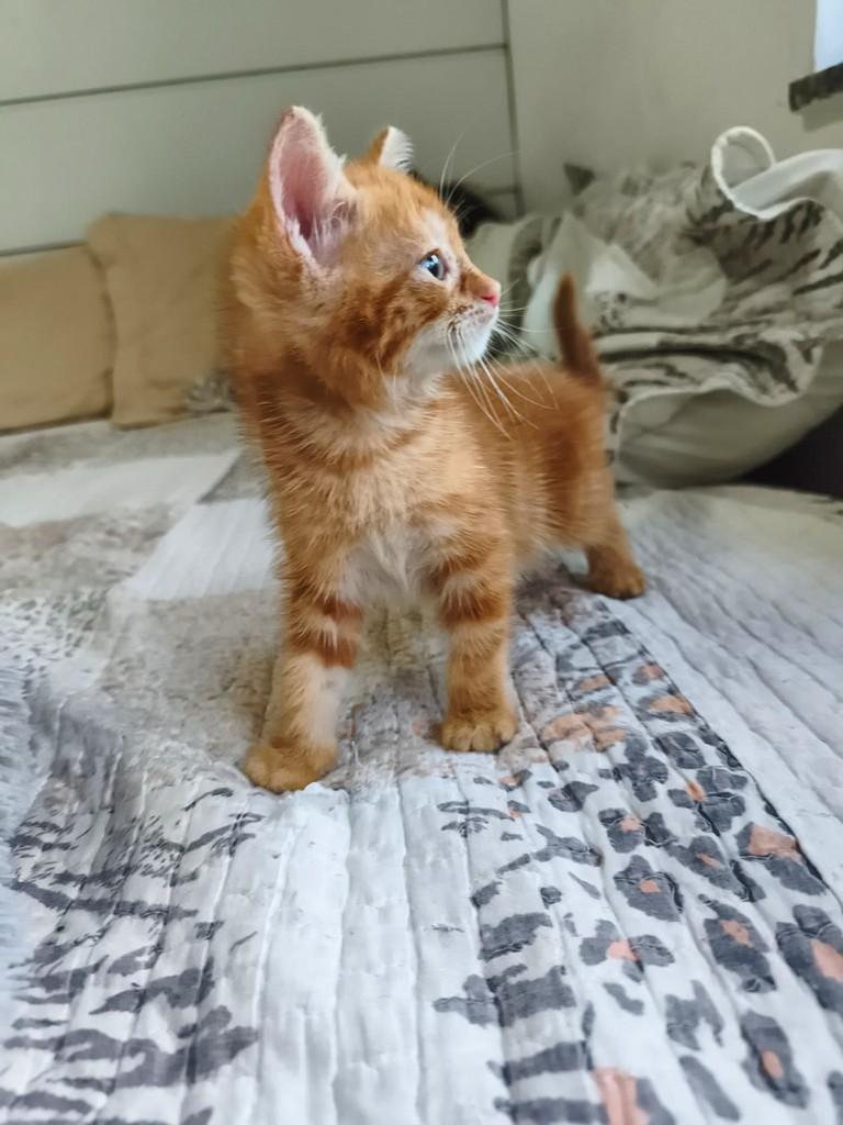 Mostarda, gato de porte pequeno para adoção em Salvador - BA