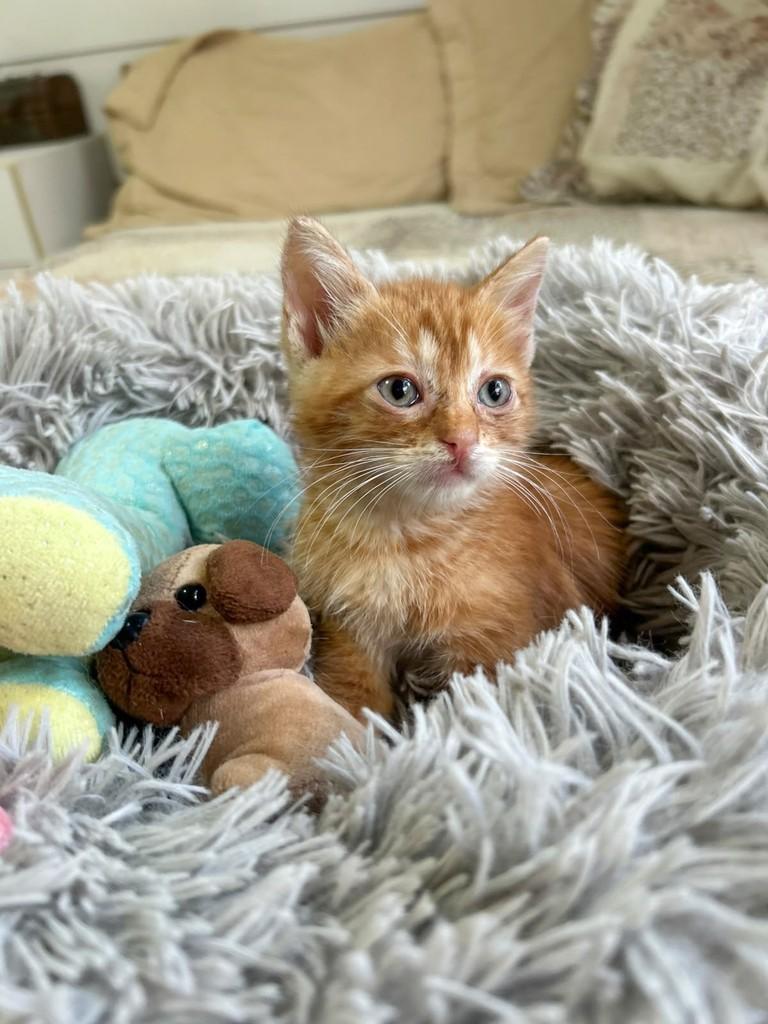 Mostarda, gato de porte pequeno para adoção em Salvador - BA — foto 2 de 4