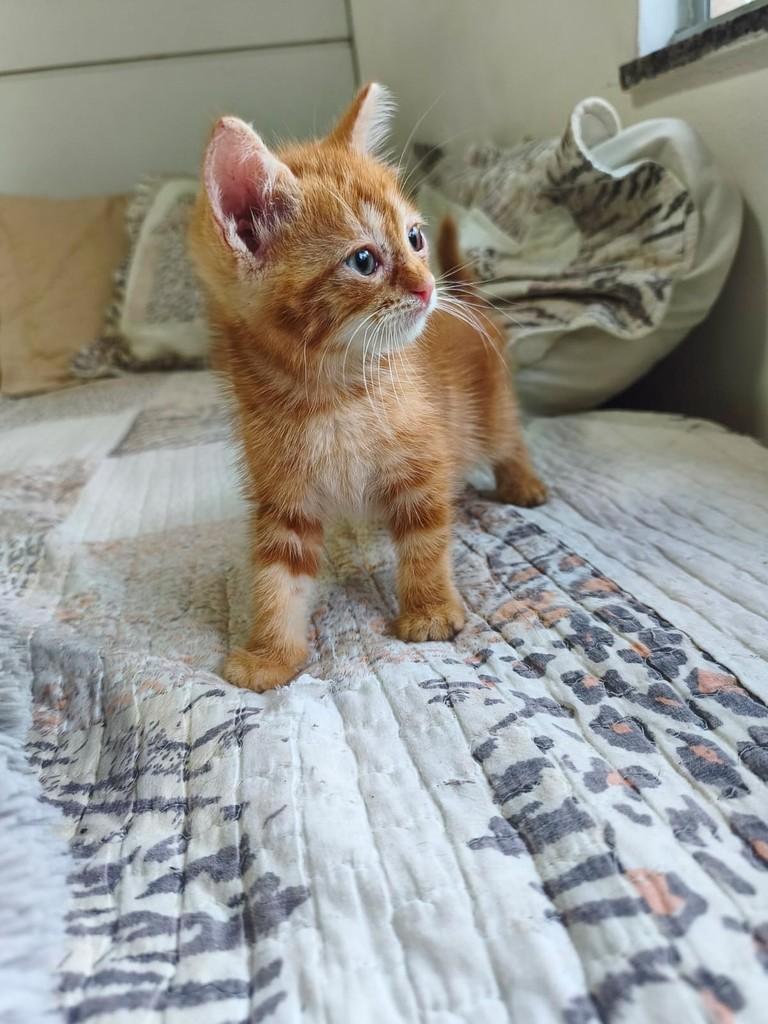 Mostarda, gato de porte pequeno para adoção em Salvador - BA — foto 3 de 4