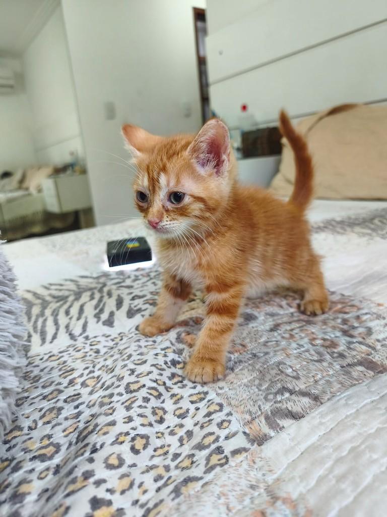 Mostarda, gato de porte pequeno para adoção em Salvador - BA — foto 4 de 4