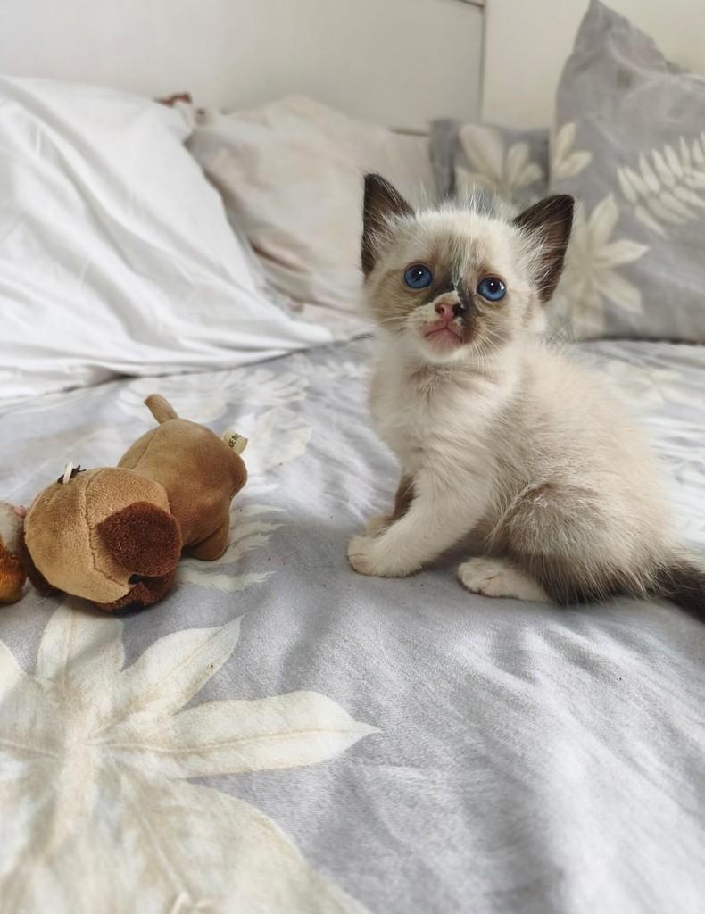 Safira, gata de porte pequeno para adoção em Salvador - BA — foto 4 de 4