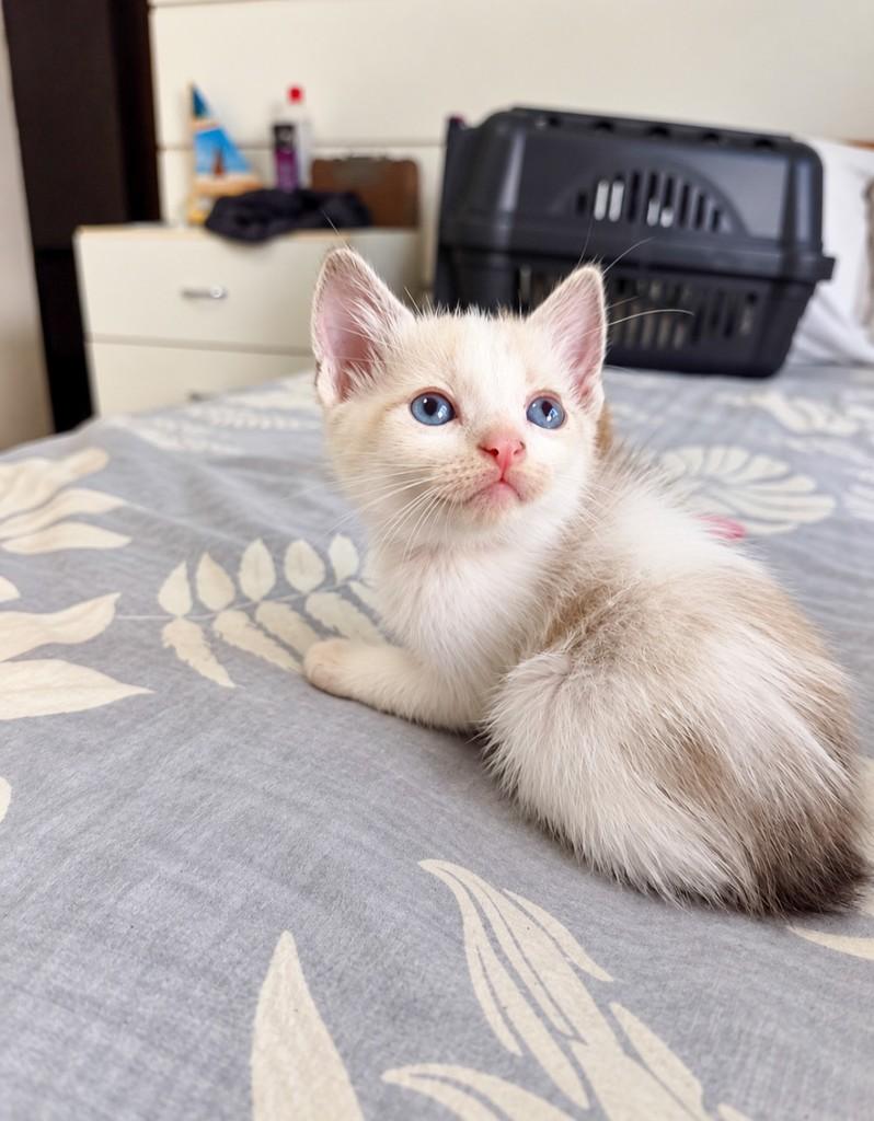 Esmeralda, gata de porte pequeno para adoção em Salvador - BA — foto 2 de 4