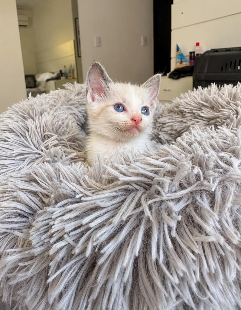 Esmeralda, gata de porte pequeno para adoção em Salvador - BA — foto 3 de 4