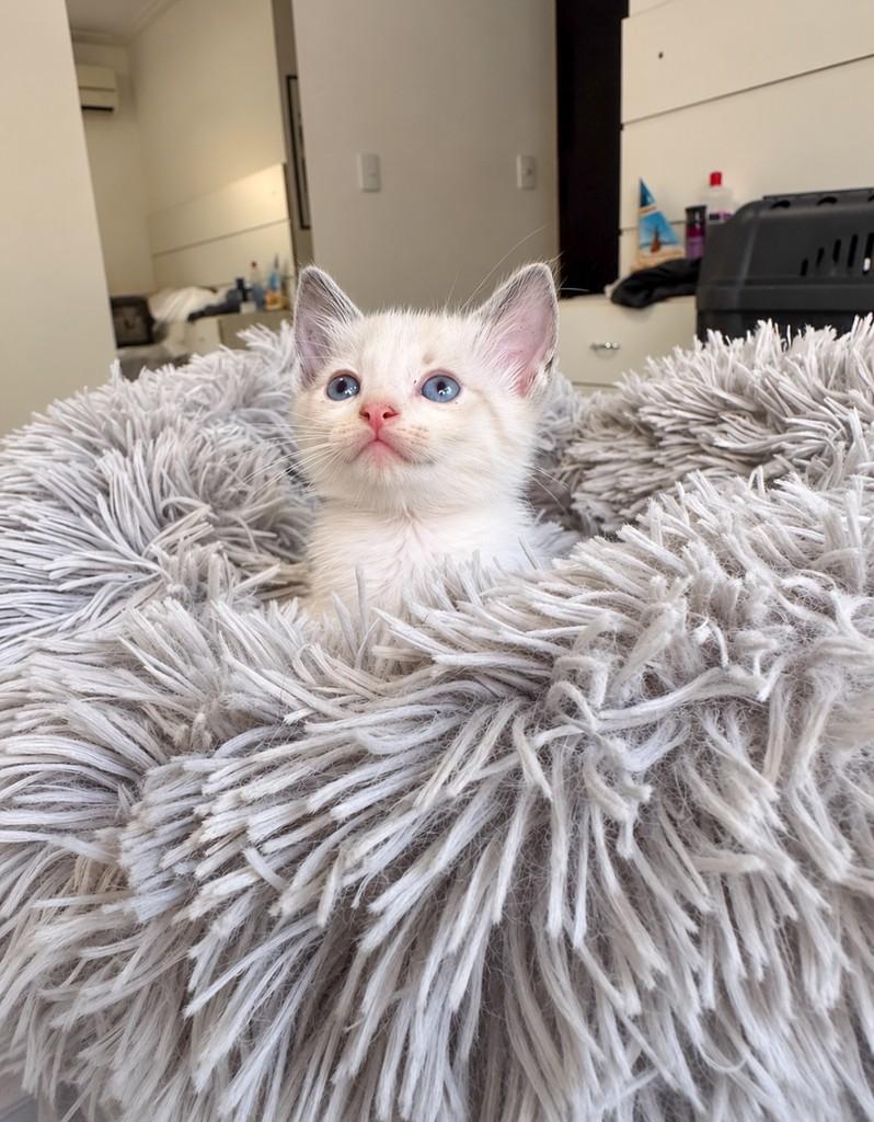 Esmeralda, gata de porte pequeno para adoção em Salvador - BA — foto 4 de 4