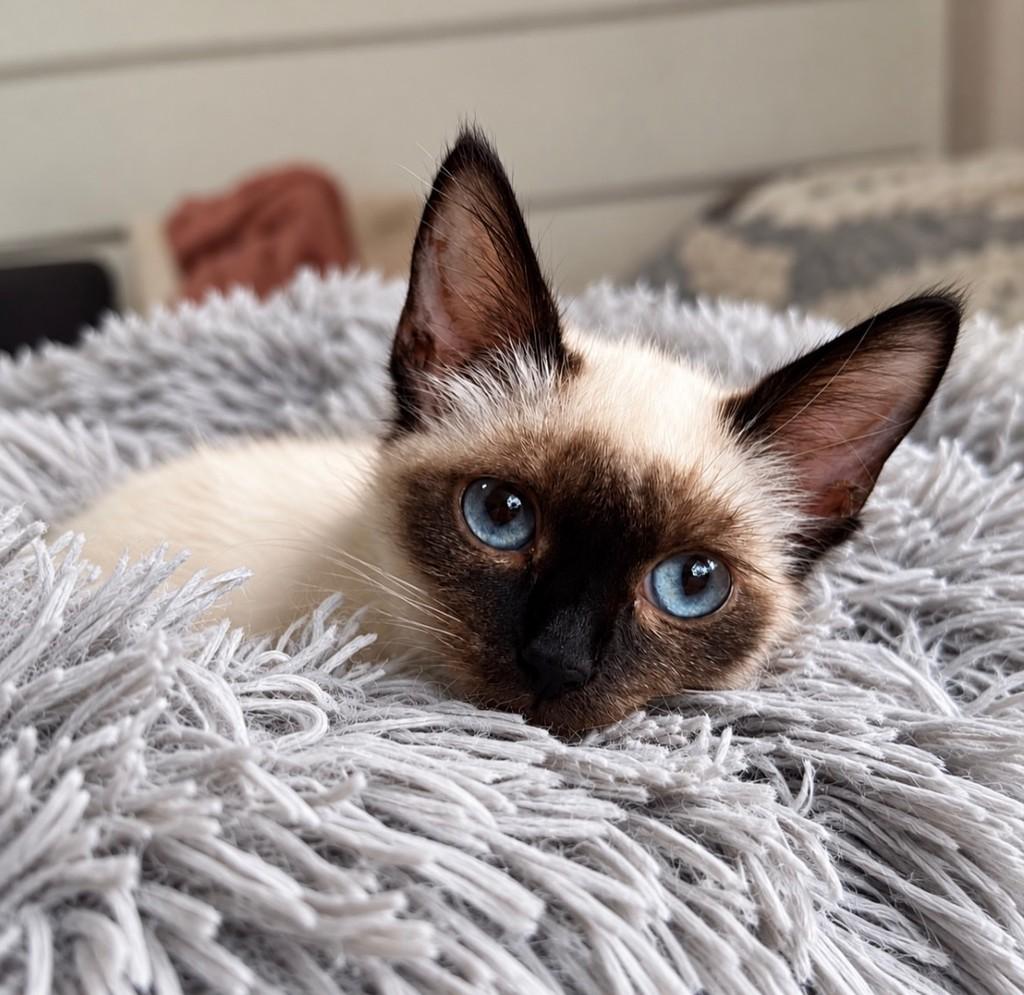 Yumi, gata de porte pequeno para adoção em Salvador - BA — foto 2 de 3