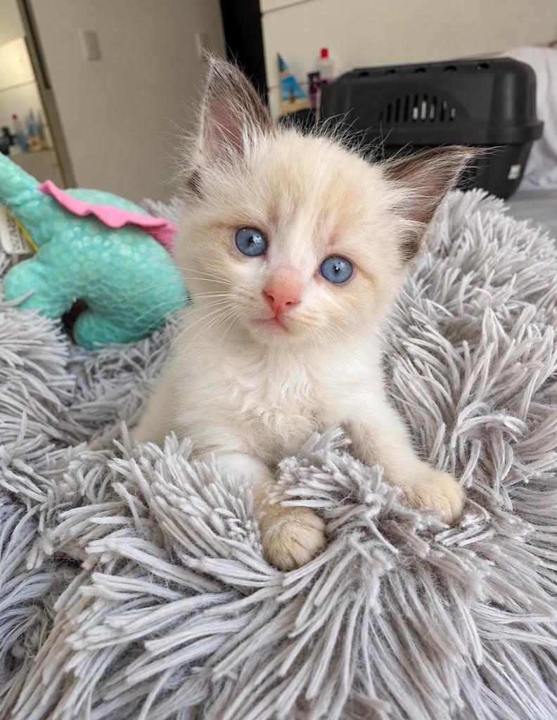 Ônix, gato de porte pequeno para adoção em Salvador - BA