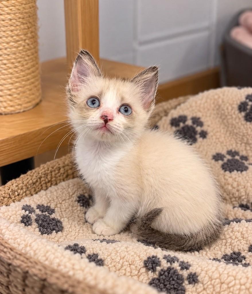 Alaska, gata de porte pequeno para adoção em Salvador - BA