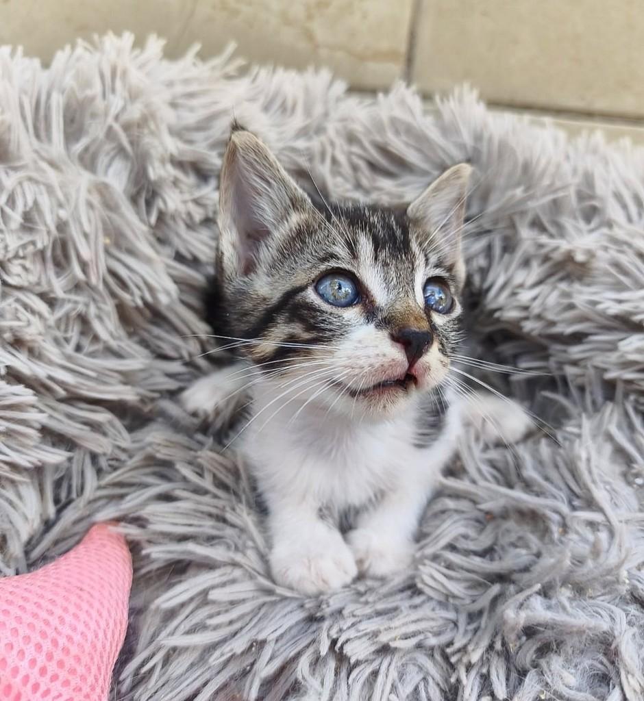 Dodom, gato para adoção em Salvador - BA