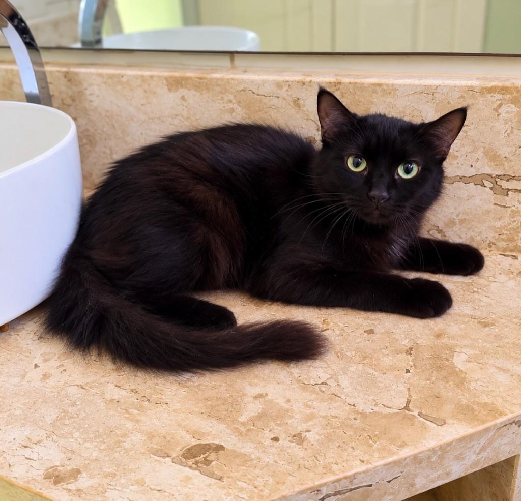 Nyx, gata para adoção em Salvador - BA