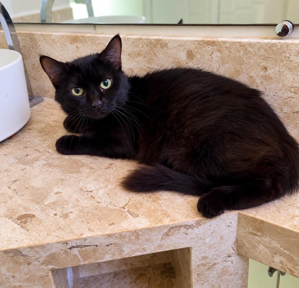 Nyx, gata para adoção em Salvador - BA — foto 2 de 2