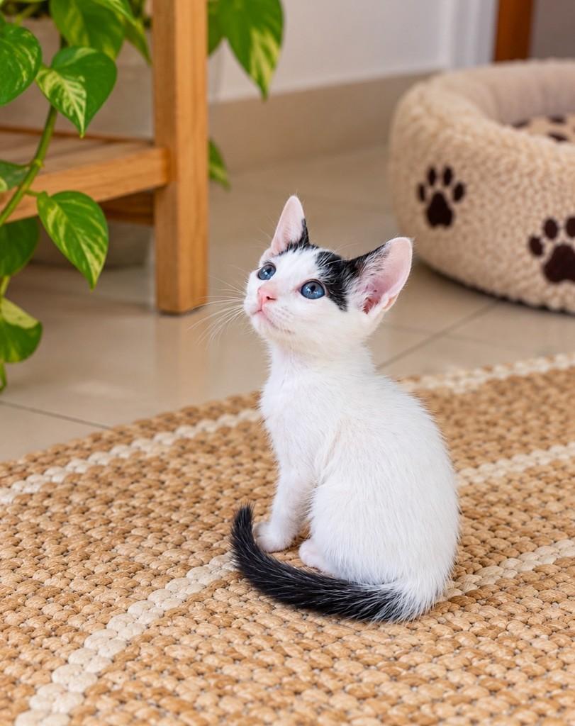 Binho, gato para adoção em Salvador - BA