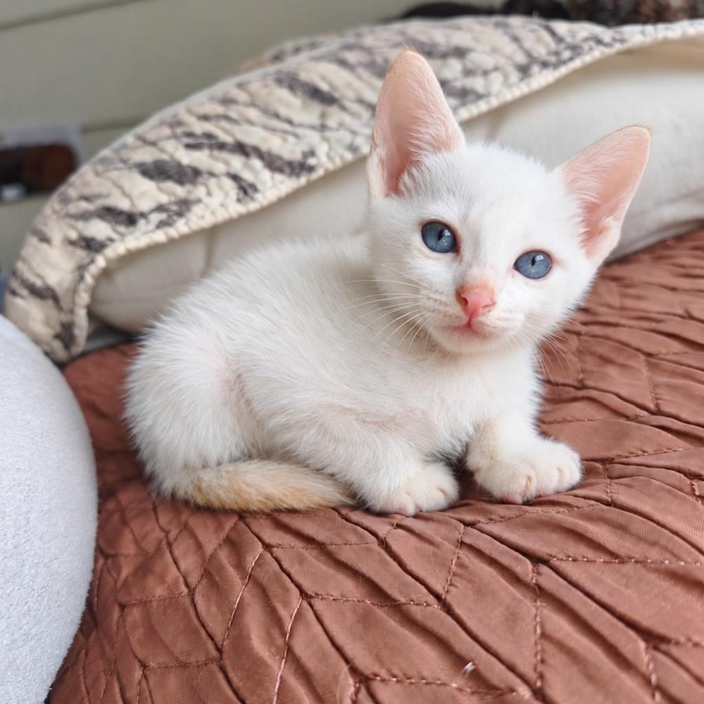 Favo, gata de porte pequeno para adoção em Salvador - BA