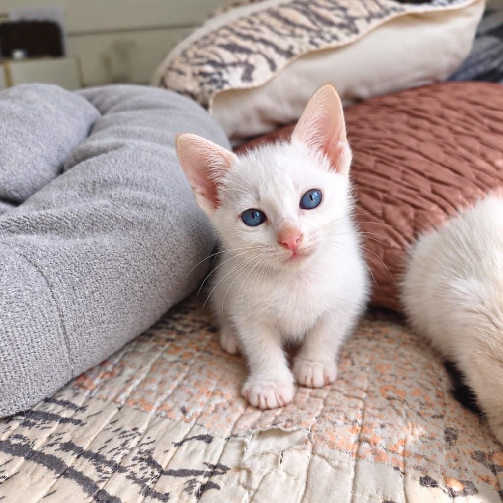 Favo, gata de porte pequeno para adoção em Salvador - BA — foto 2 de 2