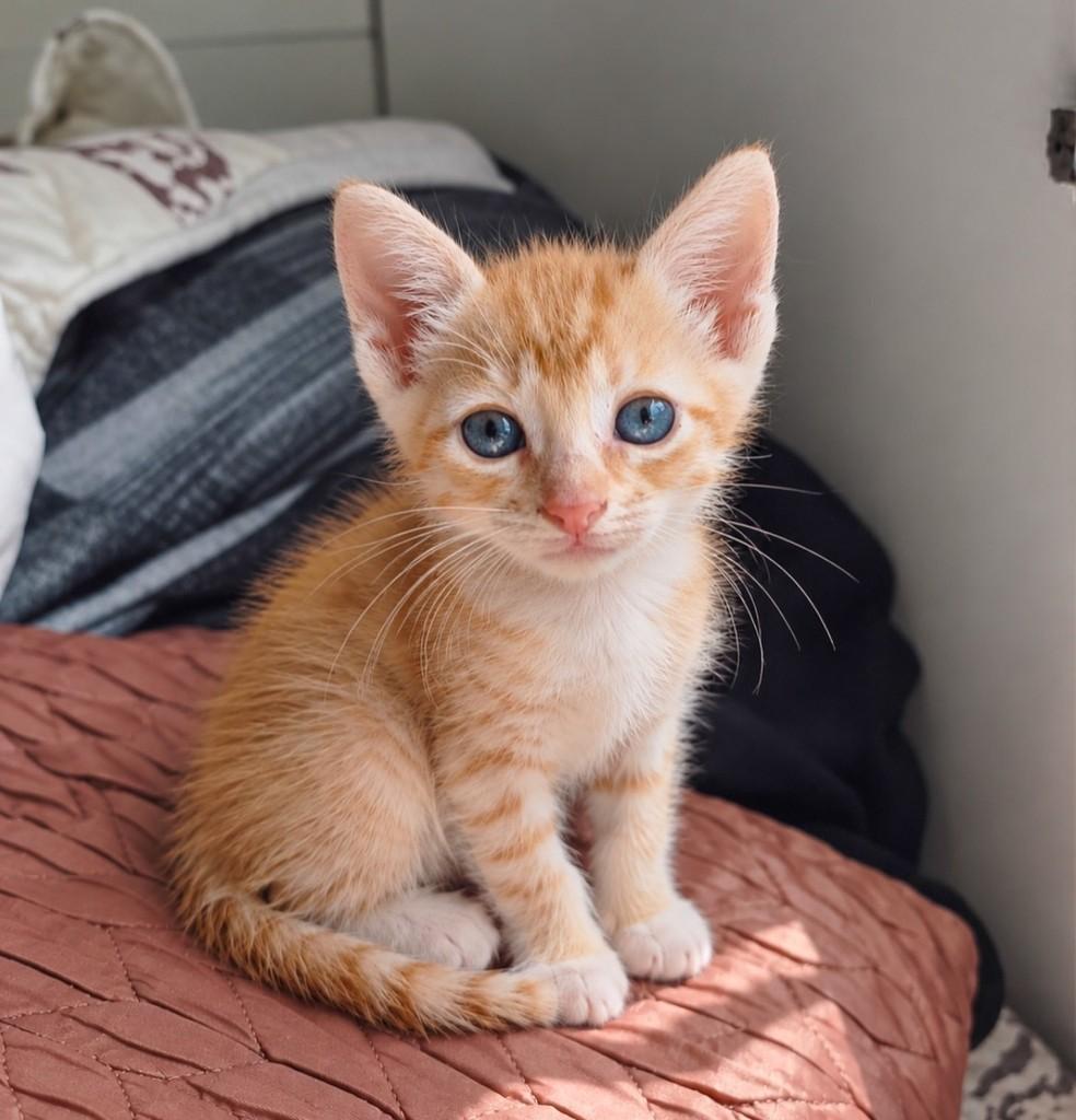 Izzy, gata de porte pequeno para adoção em Salvador - BA