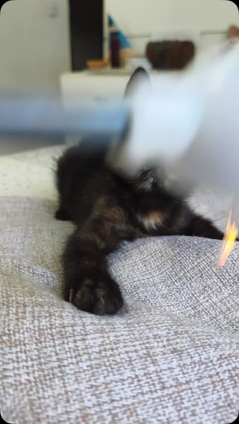 Agnes, gata para adoção em Salvador - BA