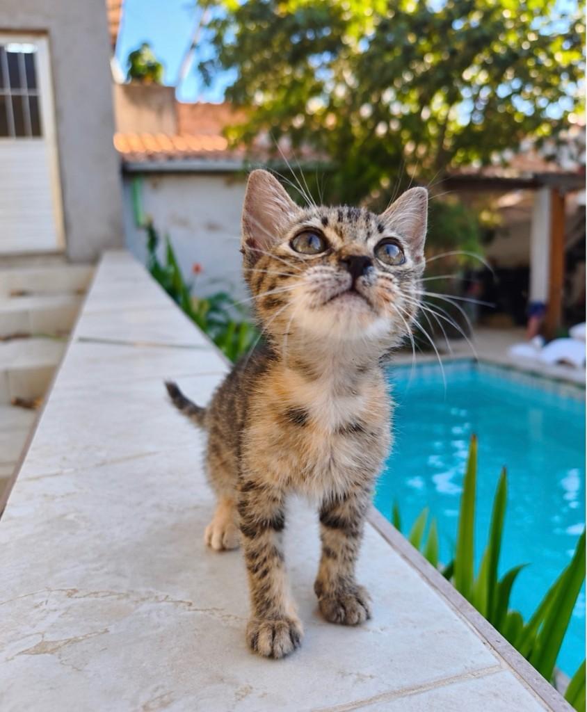 Ophelia, gata de porte pequeno para adoção em Salvador - BA