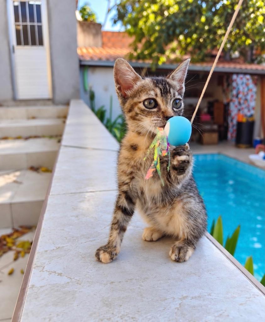 Ophelia, gata de porte pequeno para adoção em Salvador - BA — foto 2 de 2