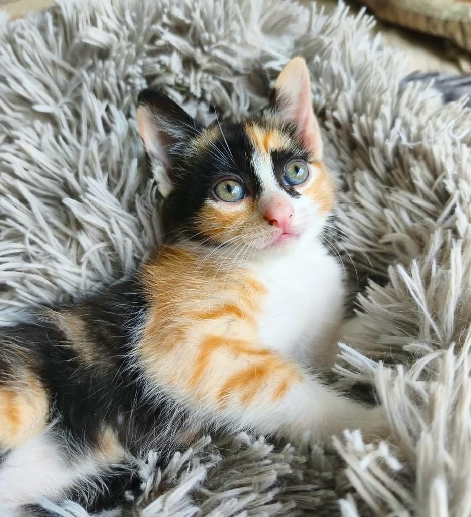 Flor, gata de porte pequeno para adoção em Salvador - BA