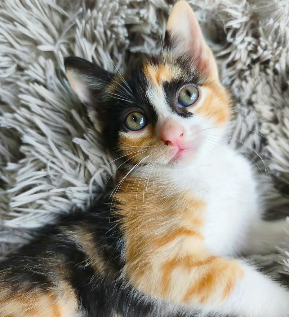 Flor, gata de porte pequeno para adoção em Salvador - BA — foto 2 de 5