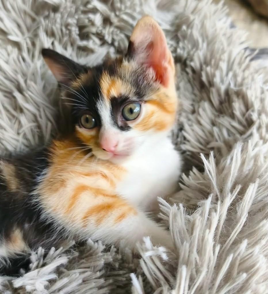 Flor, gata de porte pequeno para adoção em Salvador - BA — foto 3 de 5