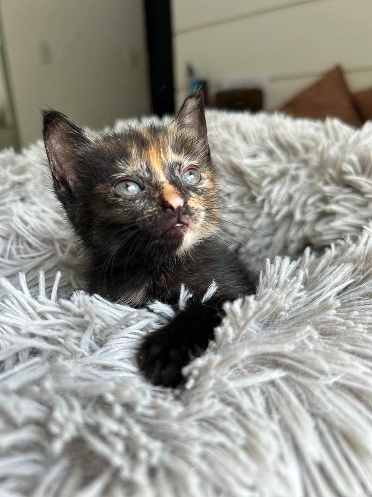 Eclipse, gata de porte pequeno para adoção em Salvador - BA