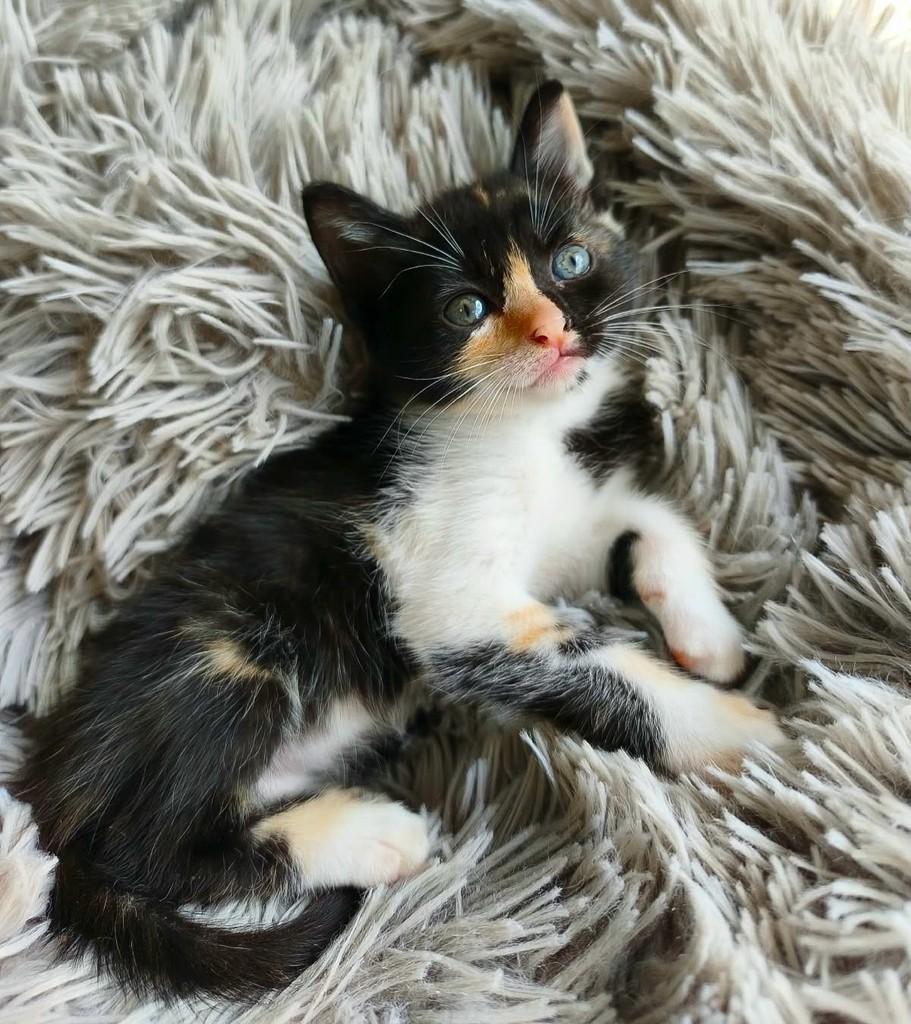 Malu, gata de porte pequeno para adoção em Salvador - BA
