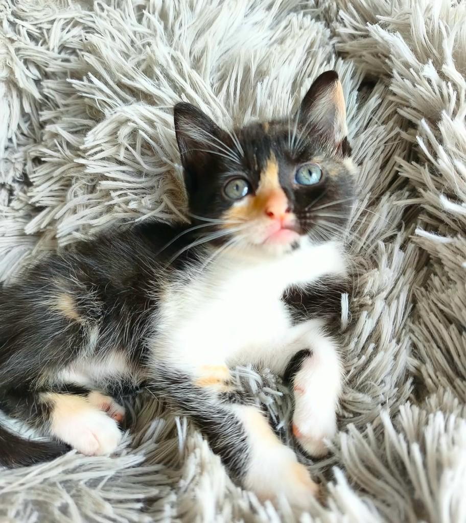 Malu, gata de porte pequeno para adoção em Salvador - BA — foto 2 de 5