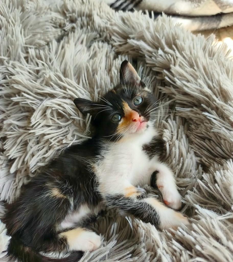Malu, gata de porte pequeno para adoção em Salvador - BA — foto 3 de 5